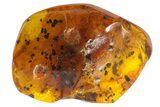 Fossil Ant (Formicidae) In Baltic Amber #139051-1